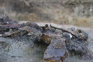 Ossements de rhinocéros dans le site archéologique de Kalinga sur lesquels des traces de boucherie ont été retrouvées.