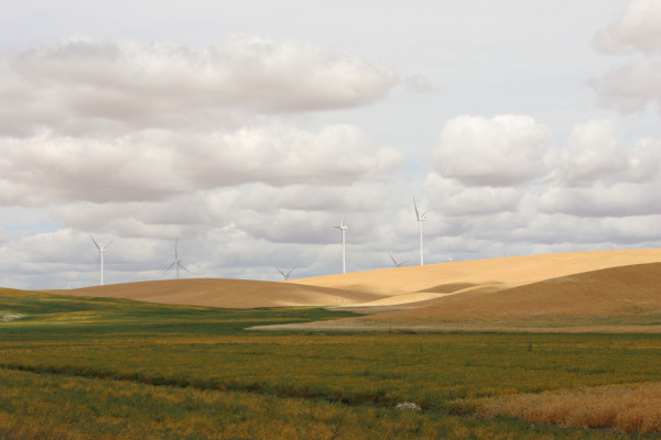 La région du Palouse, dans l'Etat de Washington, marquée par de belles collines couvertes de champs de blé, fait de l'état l'un des grands producteurs de céréales des États-Unis. 25 juillet 2023 © T.Claveau