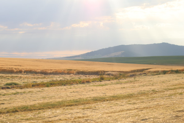 La région du Palouse (Washington)marquée par de belles collines couvertes de champs de blé, fait de l'État l'un des grands producteurs de céréales des États-Unis. 25 juillet 2023 © T.Claveau