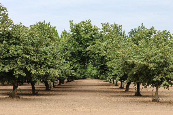 Champs de noisetiers proche de Indépendance, Oregon. 5 août 2023 © T.Claveau