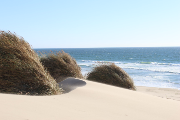 Dunes cachées à travers la forêt de Siuslaw proche de l'aire de récréation nationale des dunes de l'Oregon, USA. 8 août 2023 © T.Claveau