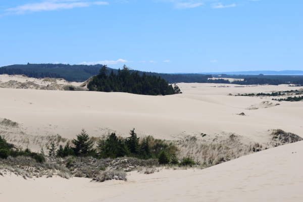 Au bord des dunes cachées à travers la forêt de Siuslaw proche de l'aire de récréation nationale des dunes de l'Oregon, USA. 8 août 2023 © T.Claveau