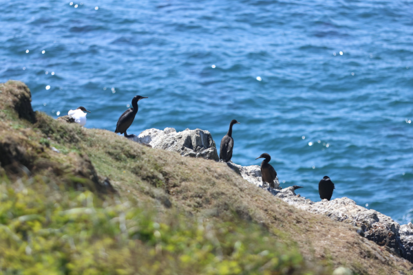 Cormorans pélagique et de Brandt et Guillemot de Troïl sur les falaises proche de Newport, Oregon, USA. 7 août 2023 © T.Claveau