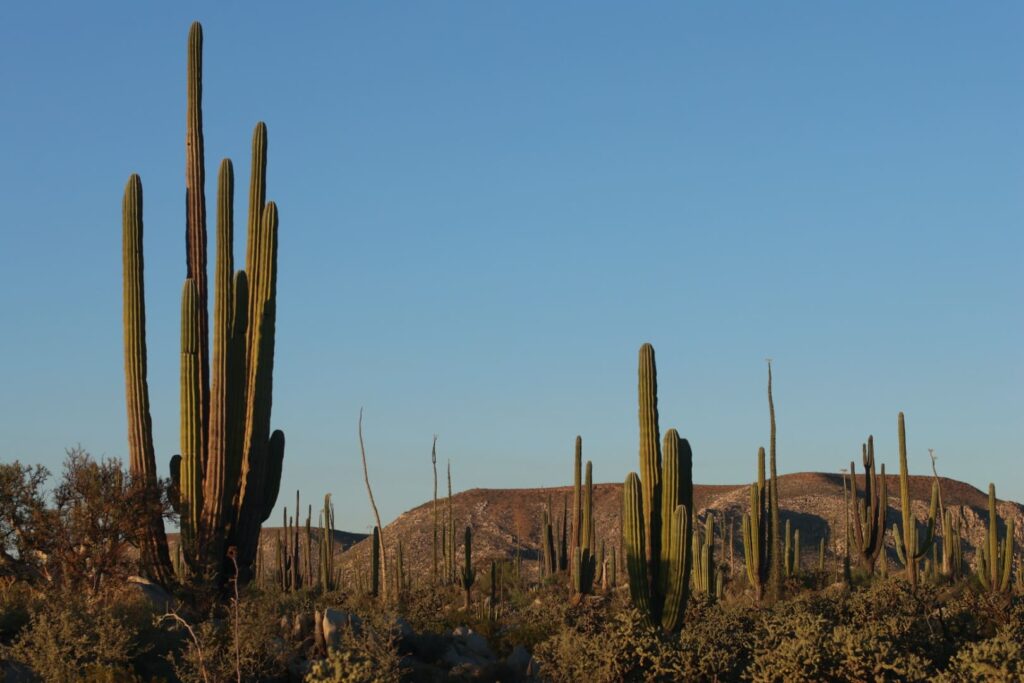 View of the Baja California desert, near Cataviña, Mexico. 24 September 2023 © T.Claveau