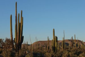 Vue du désert de Basse Californie, proche de Cataviña, Mexico