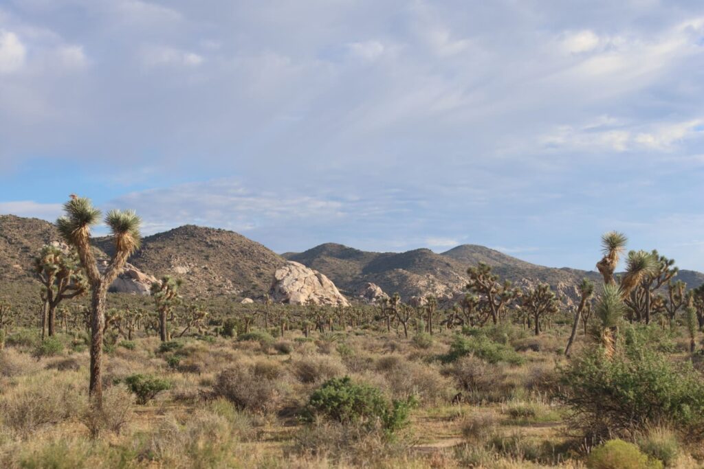 View of Joshua Tree National Park, where the eponymous tree, a species of Yucca, survives in extreme conditions in the Mojave Desert. 11 September 2023.