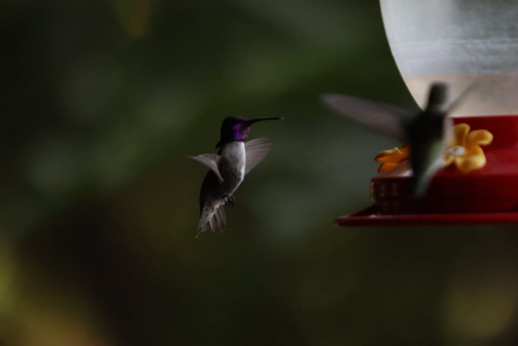 Anna's hummingbird (left) and Xantus's hummingbird (right) looking for nectar from a hummingbird feeder at the home of a resident of Mulegé in the Baja California desert, Mexico. 2 October 2023 © T.Claveau