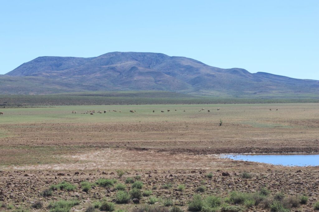 Cattle on the plains of the Baja California desert near El Rosario, Mexico. © T.Claveau, 25 September 2023.