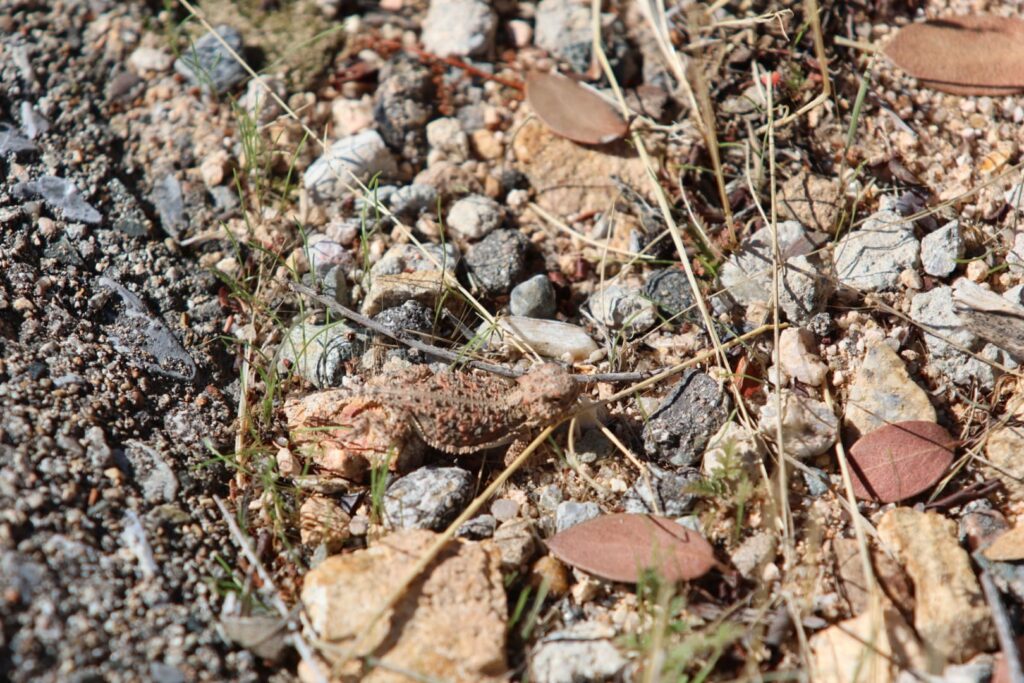 Blainville's horned lizard, or Phrynosoma blainvillii, is a species native to southern California and the northern Baja California peninsula in Mexico. Colorado Desert. © T.Claveau, 14 September 2023.