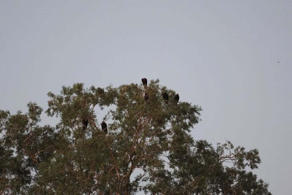 Groupe d'Urubu à tête rouge, ou Vautour aura, sur un arbre du parc national de Joshua Tree a la tombée de la nuit 12 September 2023. © T.Claveau