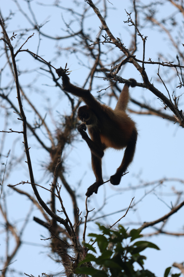 Singe araignée traversant la rivière, cabanes de Frank et Luisa, Guanacaste. © T.Claveau.