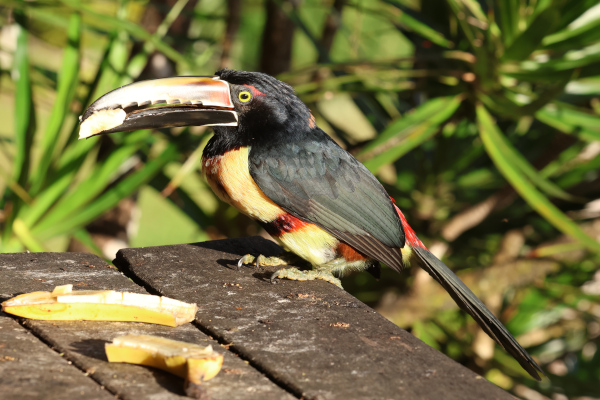 Toucan à Carène mangeant un appât laissé par le propriétaire, lac Arenal, Guanacaste. © T.Claveau.