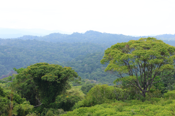 Vue sur la forêt du parc Los Quetzales, Cartago. © T.Claveau.