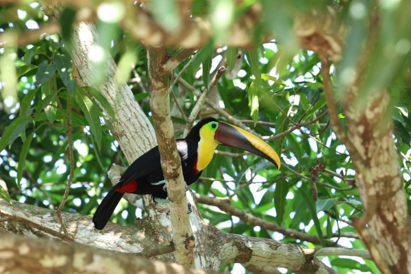 Toucan à carène sur la côte pacifique, péninsule d'Osa. © T.Claveau.