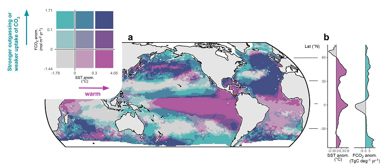 Carte des océans mondiaux (a) avec les anomalies des flux CO2 et des températures de surface de la mer (SST) pour l'année 2023 par rapport à la tendance linéaire (1990-2022). (b) Latitudes avec des températures élevées (rose) et une faible absorption de CO2 due au dégazage (turquoise). (Graphic: Jens Daniel Müller / ETH Zurich)