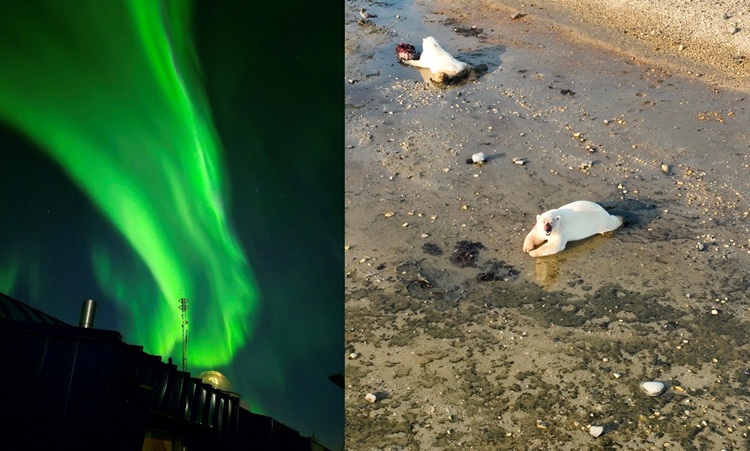 Aurores boréales à la station de recherche de Churchill. Ours blancs mâles se reposant après un dîner. © Antoine Séjourné