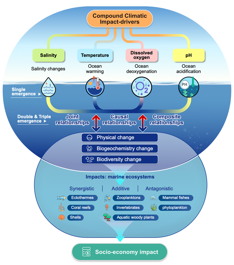Schéma illustrant la façon dont plusieurs changements liés au climat — comme le réchauffement, la perte d’oxygène ou l’acidification — peuvent se produire en même temps dans l’océan. Lorsqu’ils se combinent (deux ou trois à la fois), leurs effets sur la vie marine peuvent s’additionner, s’amplifier ou, plus rarement, se compenser. D. R.
