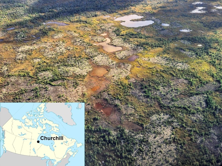 Région du village de Churchill au nord du Manitoba (Canada) où une tourbière gelée (pergélisol) est en train de dégelé sous l’effet du réchauffement climatique. Les tourbières sont des puits de Carbone. Photo aérienne © Antoine Séjourné