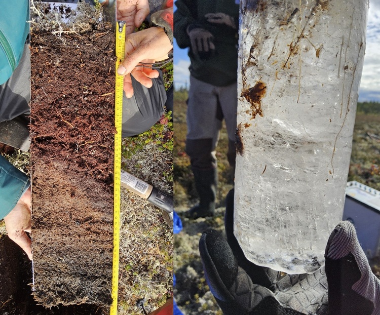 Sondage dans la tourbière gelée (pergélisol) où la tourbe (sphaigne) et la glace sont mis à jour. © Antoine Séjourné
