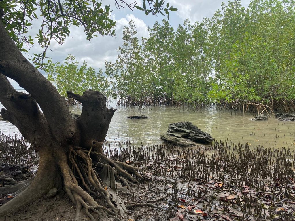 Illustration de l'actu "DOICOM" sur les mangroves. D. R.