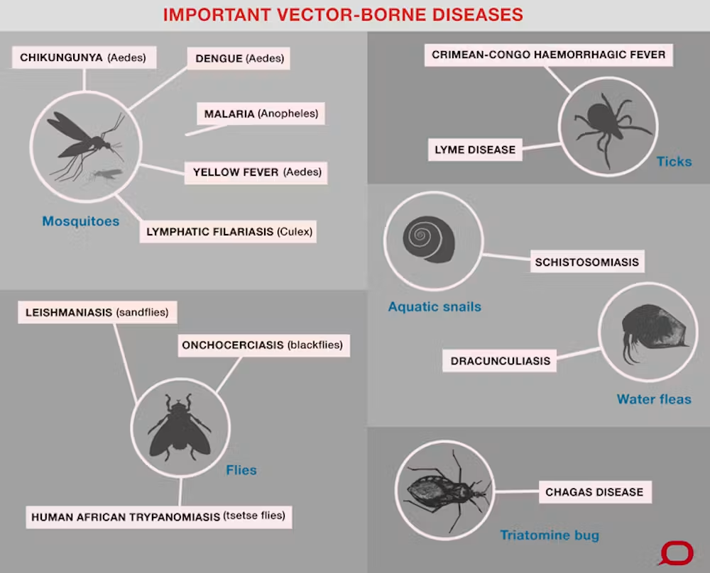 Liste non exhaustive des principales maladies vectorielles et leurs vecteurs associés - © TheConversation