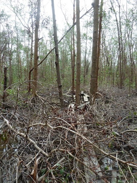 Mangroves. © Annemiek Stegehuis