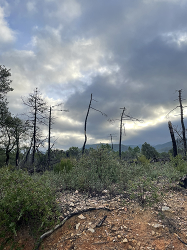 Forêts brûlées dans le Var, oct. 2024. © Olivier Evrard
